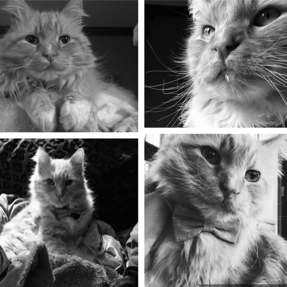 CRAZY CAT LADY FOR LIFE! 🐈🐈🐈🐈 - Picture 3 of 8